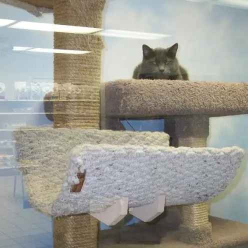 Sandwich Veterinary Hospital Cat Playhouse